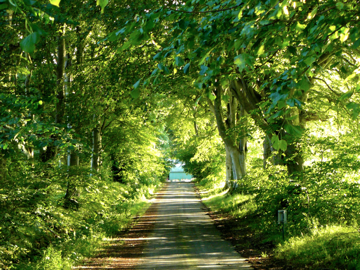 The Avenue in Summer